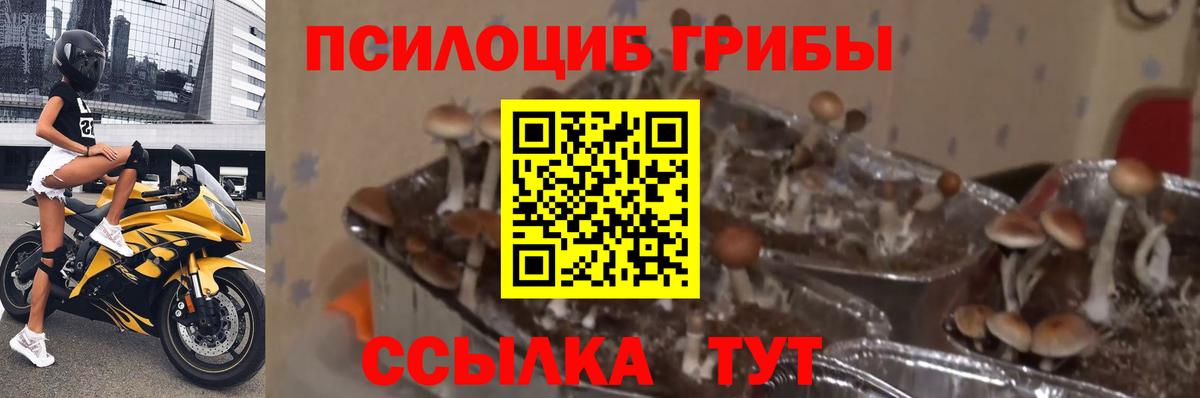 Кострома  Псилоцибиновые грибы Psilocybine cubensis  Вход с VPN 
